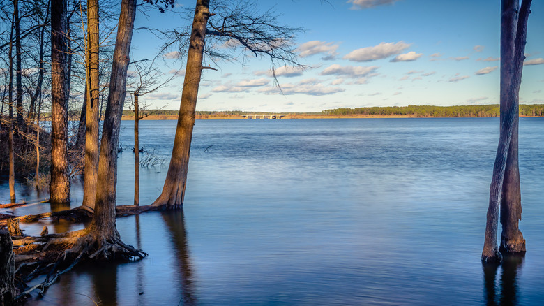Trees in Jordan Lake with the causeway in the distance, North Carolina