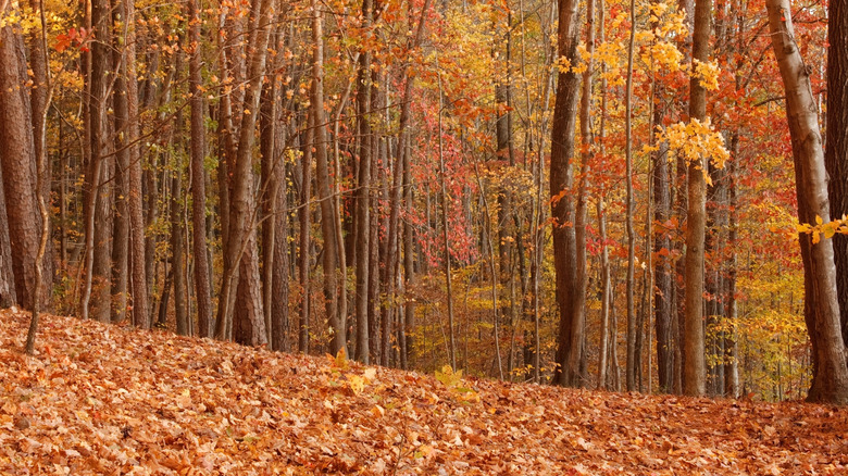 Red, orange, and yellow leaves cover the ground at William B. Umstead State Park, in North Carolina.