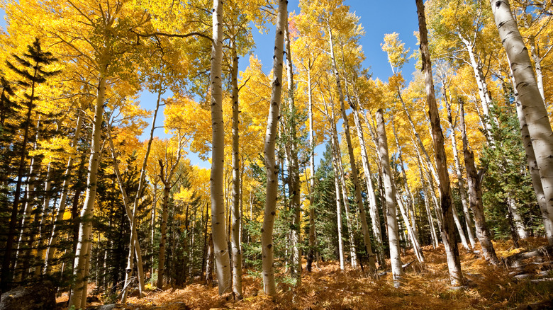 Golden quaking aspen trees Kachina Peaks Wilderness