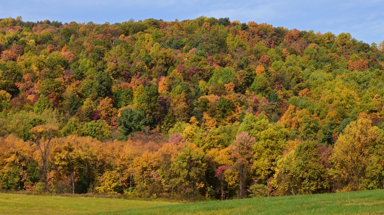 Foliage on rolling hillside near Gettysburg