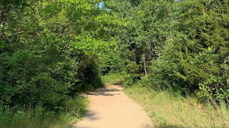 The White Pine Trail on a sunny day, surrounded by trees