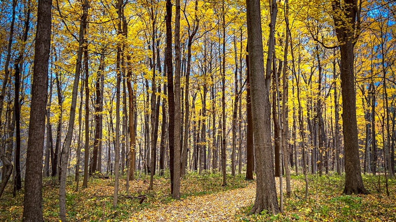 Yellow leaves on a forest path in Westfield, Indiana in fall