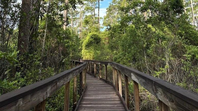 A boardwalk curving into a dense green space surrounded by trees and plants on both sides.