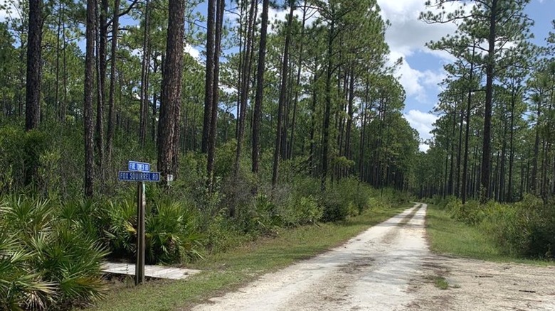 A dirt road intersection in a forested area with a trailhead to the left