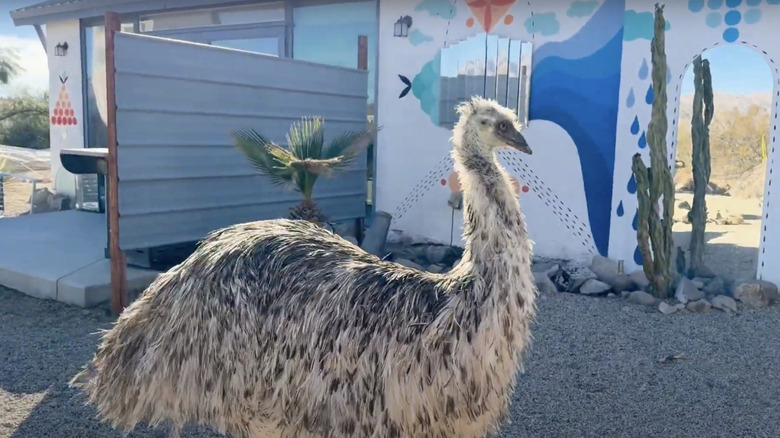 Emu at Kaleidoscope Desert Airbnb