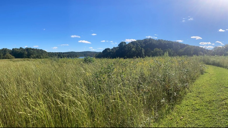Grassy trail near Melton Hill Lake, Tennessee