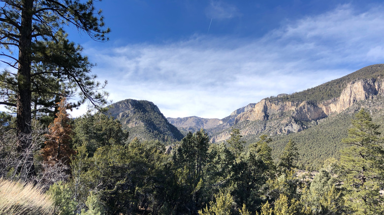 View of landscape and trees around Mt. Charleston