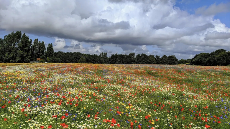 A meadow of wildflowers backed by trees in Rimrose Valley Country Park.