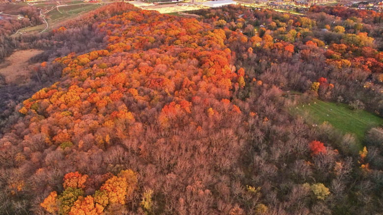 An aerial shot of the trees in Mangan Woods