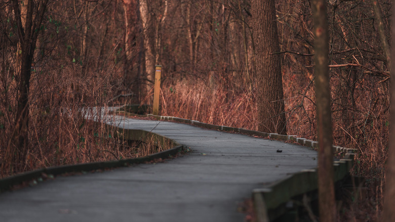 Boardwalk trail through woods in Whitnall Park in Wisconsin
