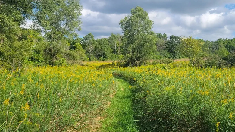 View of Badertscher Preserve in Muskego, Wisconsin