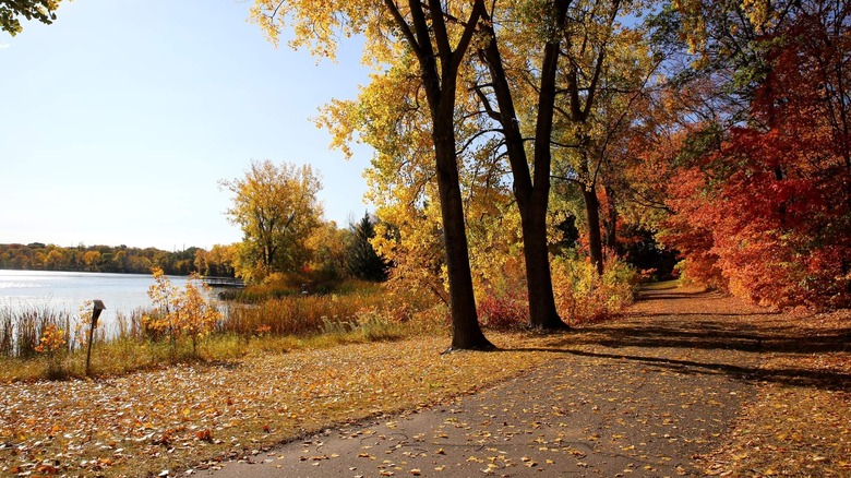 A trail passing through pretty fall trees at Parkers Lake Park in Plymouth, Minnesota