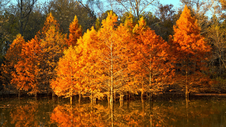 Percy Priest Lake's shoreline during the fall