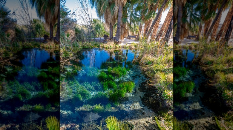 Warm Springs Natural Area in Moapa Valley, Nevada