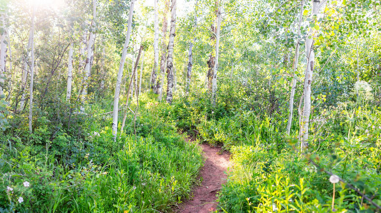 Green hiking trail in Woody Creek, Colorado
