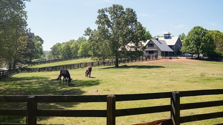 Horses grazing in a sunny Serenbe pasture