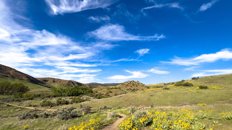 Wildflowers in the Boise Foothills