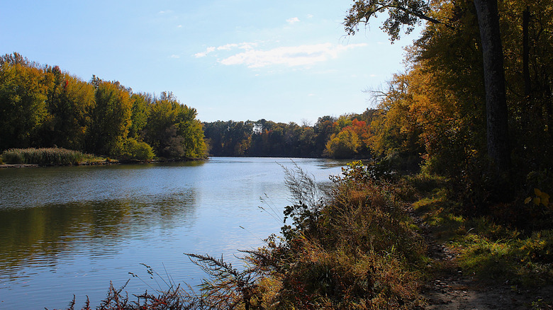 Woodland by Winooski River