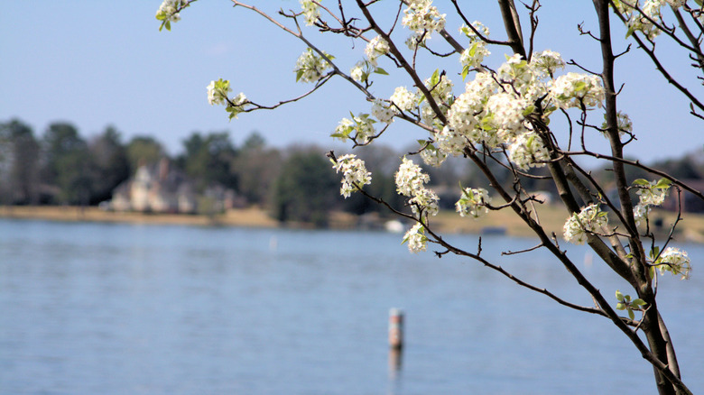 Close up of a tree in bloom around Lake Murray in Irmo, South Carolina during the day.