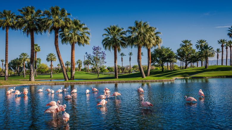 Flamingos at the JW Marriott Desert Springs Resort & Spa in Palm Desert, California