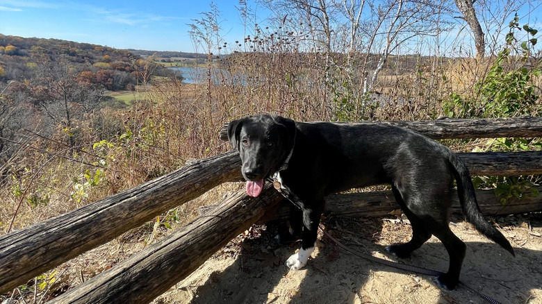 Black dog on a hiking trail in Wisconsin