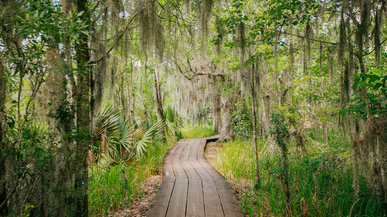 Pathway through trees at Jean Lafitte Historical Nation Park and Preserve
