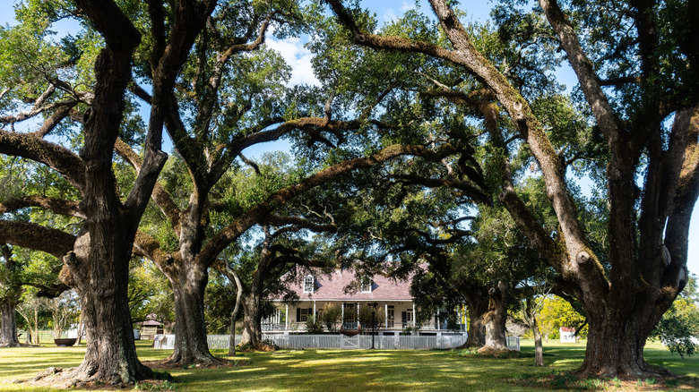Traditional Louisiana cotton plantation house