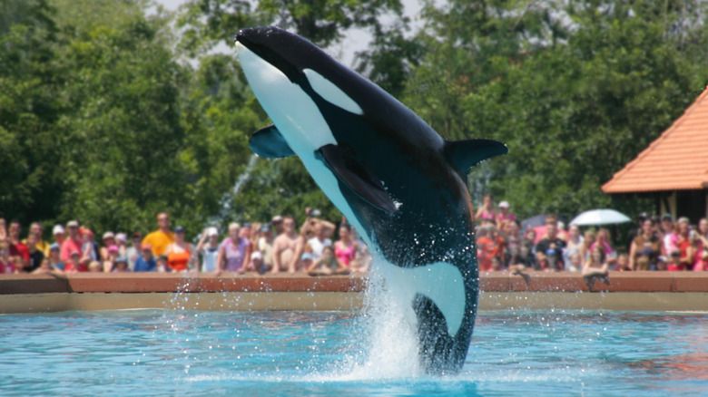 Orca performs for an audience at Marineland