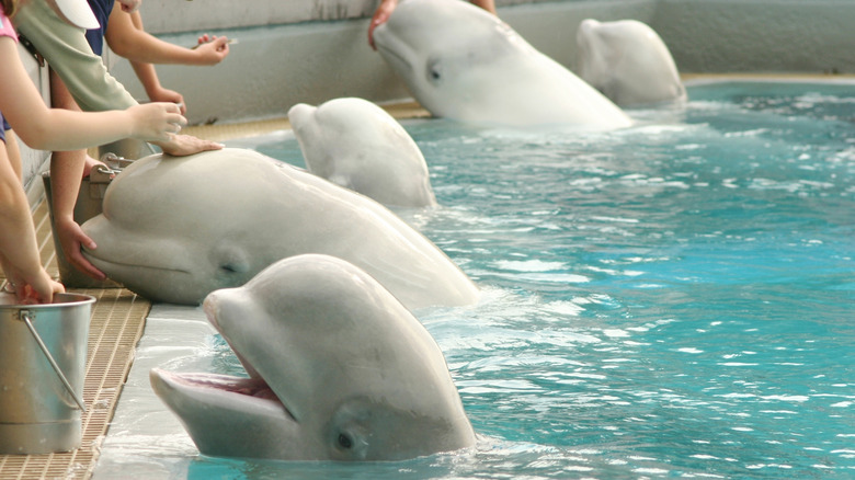 Visitors touch and feed beluga whales at Marineland