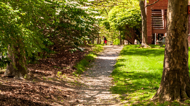 A woodland in miniature path through Washington's Landing