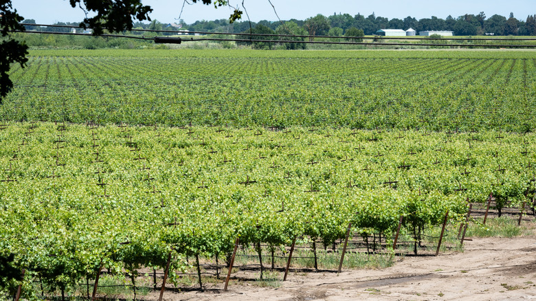 Rows of grapevines in the Clarksburg wine region