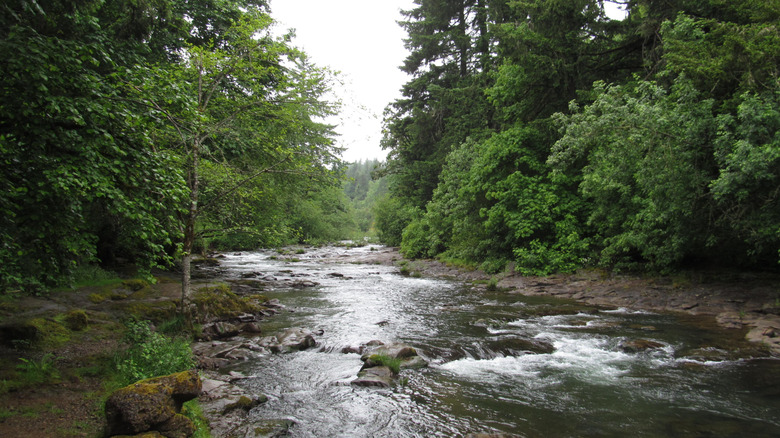 The Little Luckiamute River in Falls City, surrounded by greenery