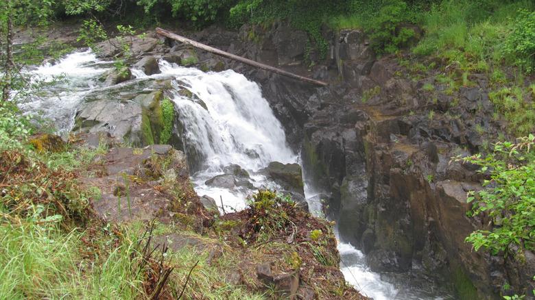 Falls City Falls, or the Little Luckiamute Falls, flowing down rocks surrounded by greenery