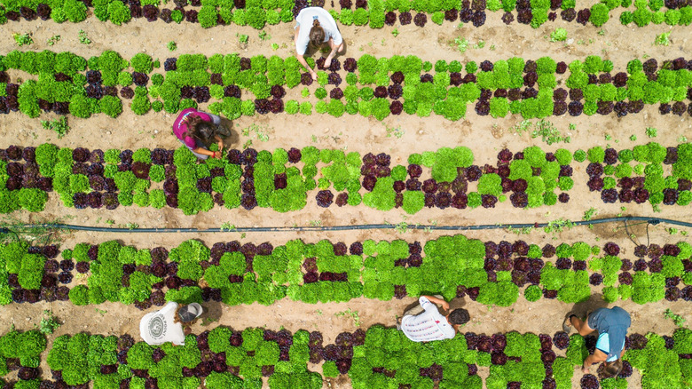 An aerial shot shows farmers and visitors working in a farm field, caring for leafy crops