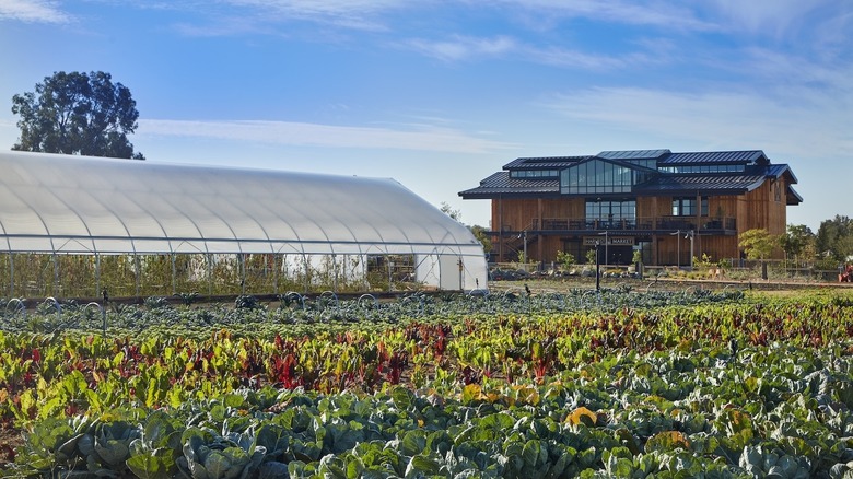 A large farmhouse and greenhouse stand behind a field of vegetables planted in rows