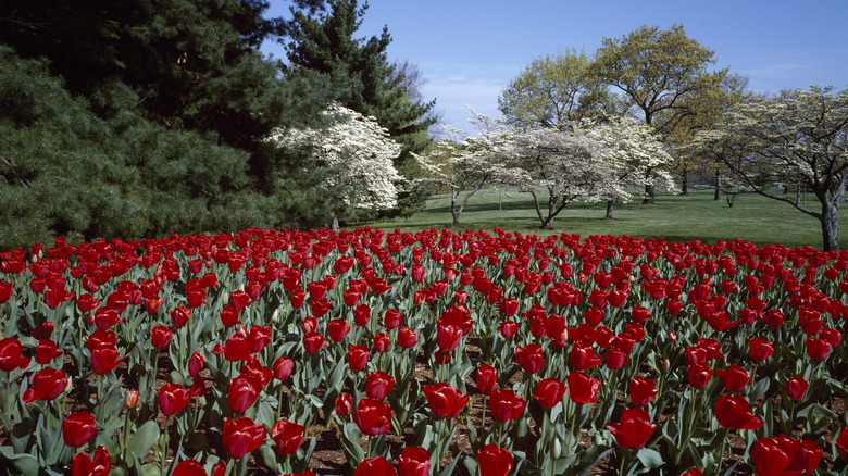 Spring tulips and dogwoods on the George Washington Memorial Parkway, McLean, Virginia