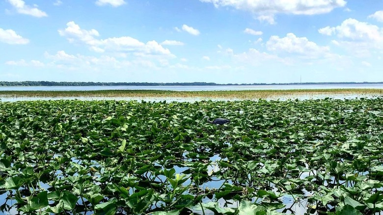 Green foliage on water with blue sky