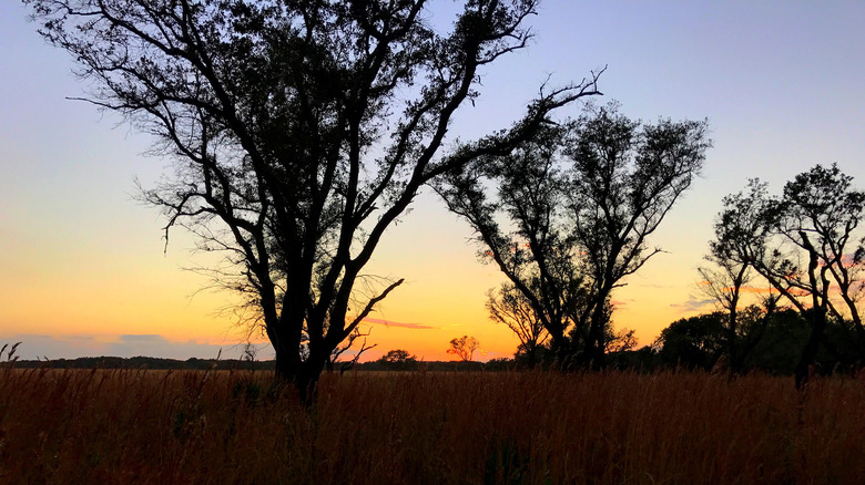Scenery of lake Runnymede Conservation Area