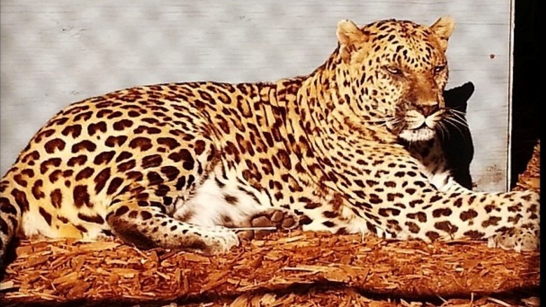 A leopard laying down in the sun