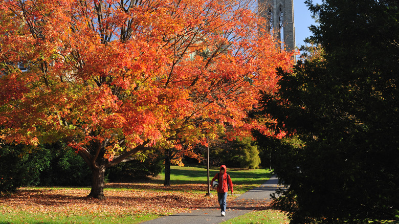 A student walks through Swarthmore under a beautiful orange tree