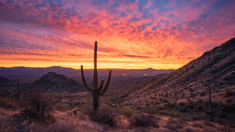 A saguaro cactus in the Sonoran Desert at sunset