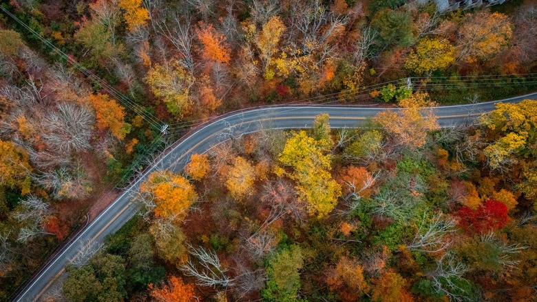 A road winds through the autumn woods in Pennsylvania