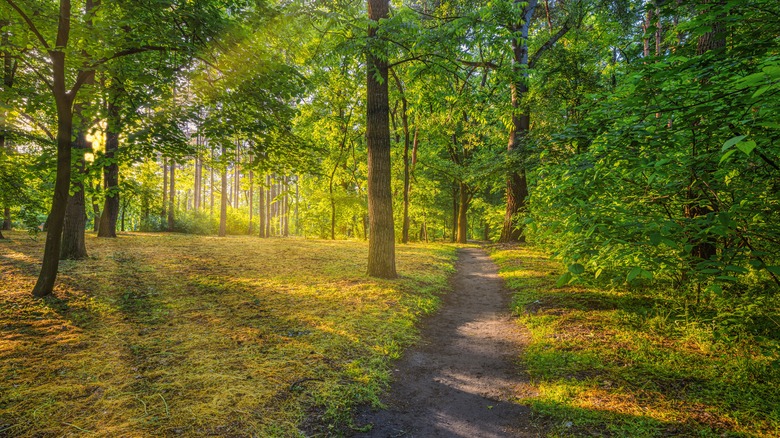 A clear dirt path runs through the woods with sunlight shining in