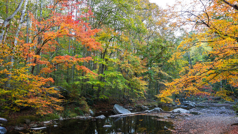 A stream flowing through a Pennsylvania state park