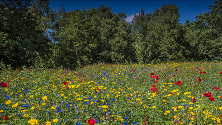 A field of wildflowers backed by trees