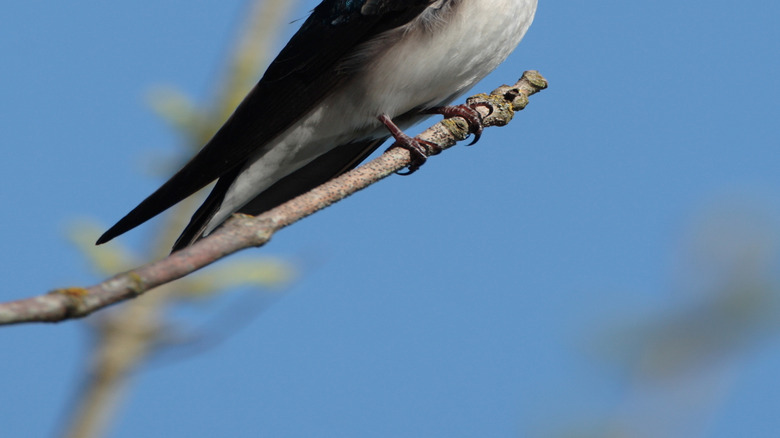 A tree swallow resting along the Tualatin River National Wildlife Refuge