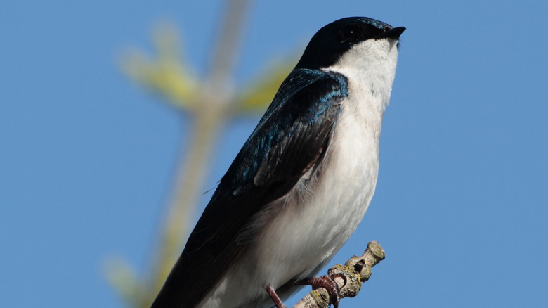 A tree swallow resting along the Tualatin River National Wildlife Refuge