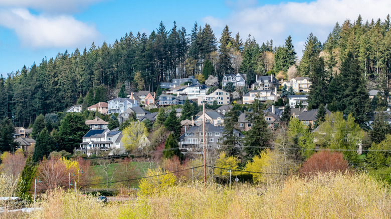 Houses on a hill surrounded by pine trees in Lake Oswego, Oregon