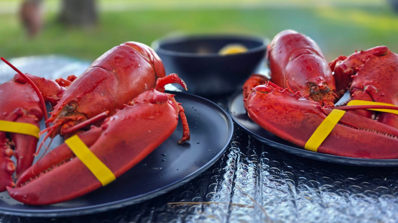 Two lobsters with yellow ties around their claws wait to be devoured on plates outside in Yarmouth, Maine