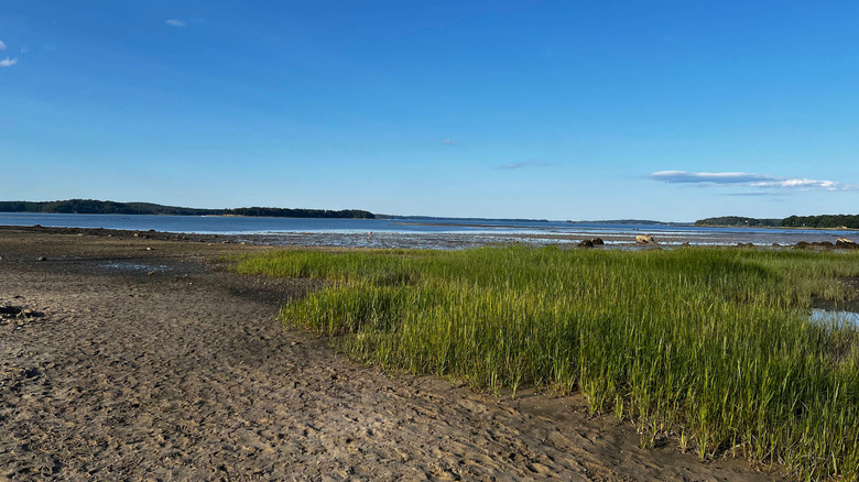 Sand, tidal grass, and open water at Sandy Point Beach in Yarmouth, Maine